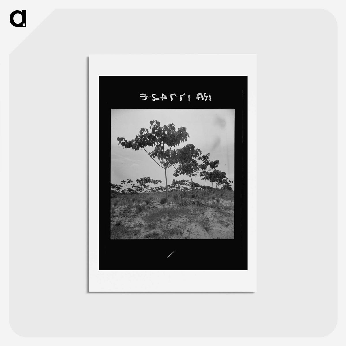 2-38_Dorothea-Lange_hagaki