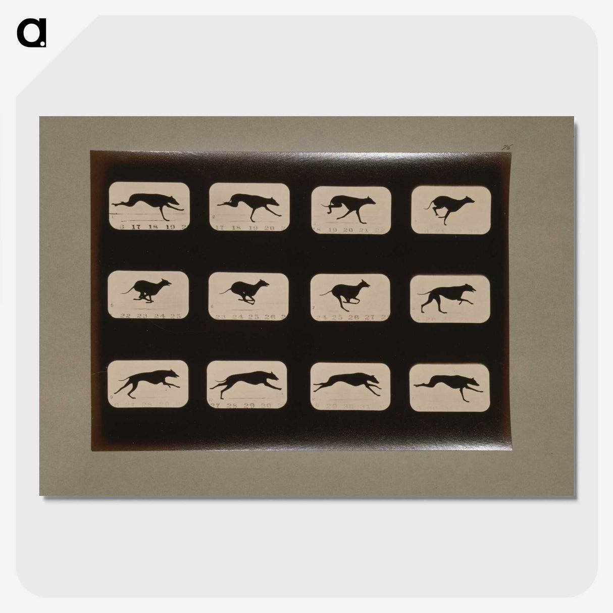 2-38_Eadweard-Muybridge_picture-crop