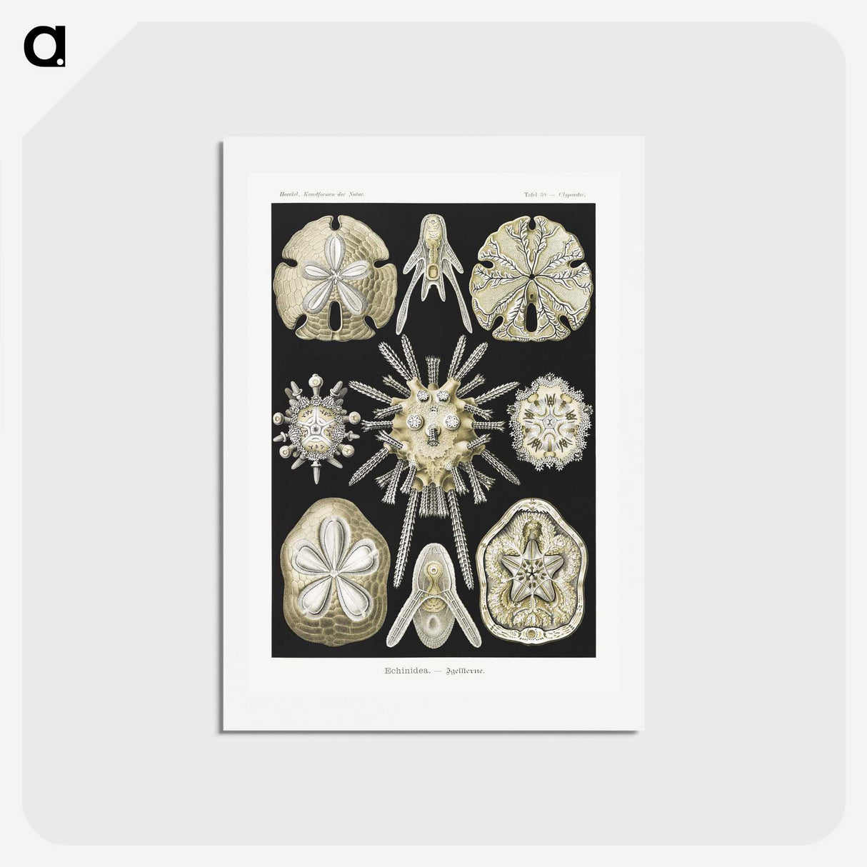 2-38_Ernst-Haeckel_hagaki