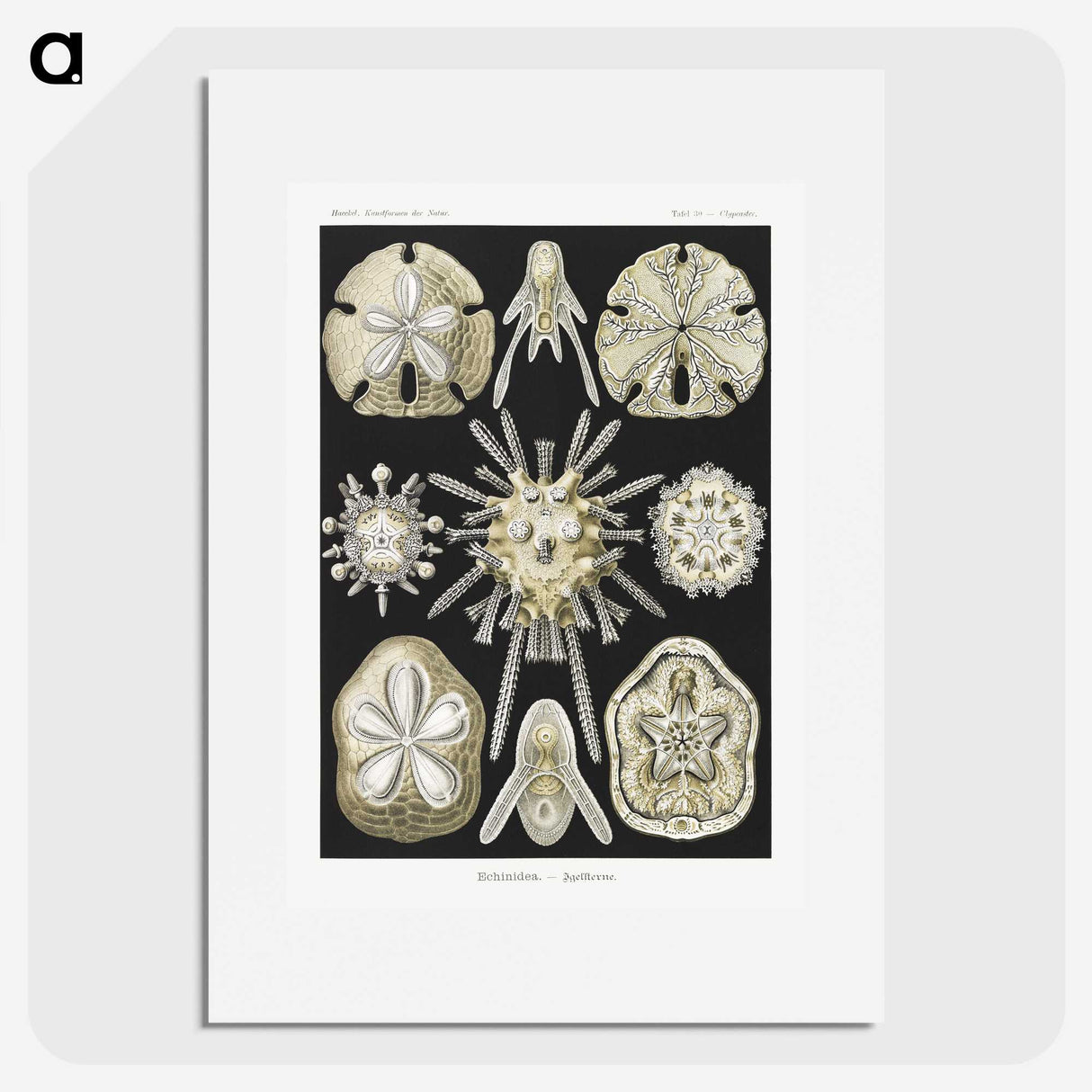2-38_Ernst-Haeckel_picture