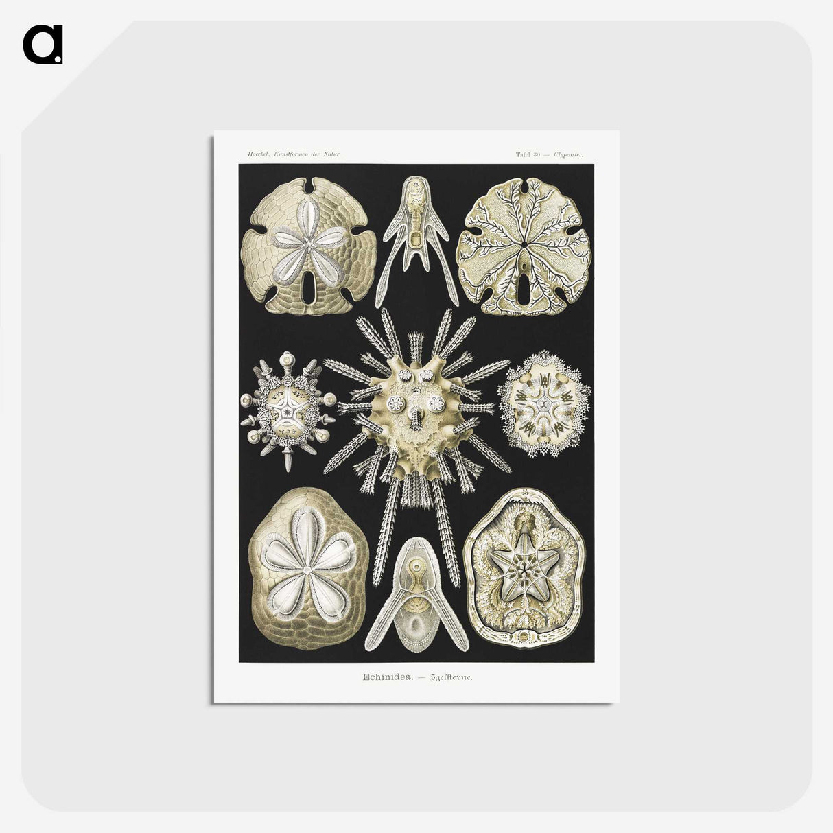 2-38_Ernst-Haeckel_postcard
