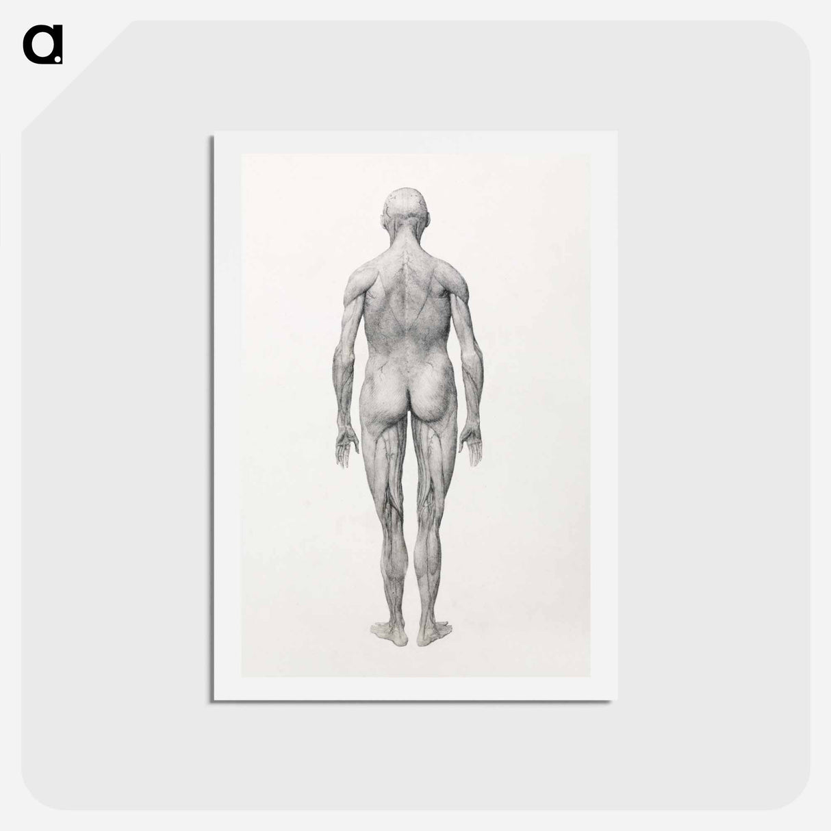 アートポストカード-Human Figure, Posterior View, Partially Dissected
- ジョージ スタッブス Postcard.
