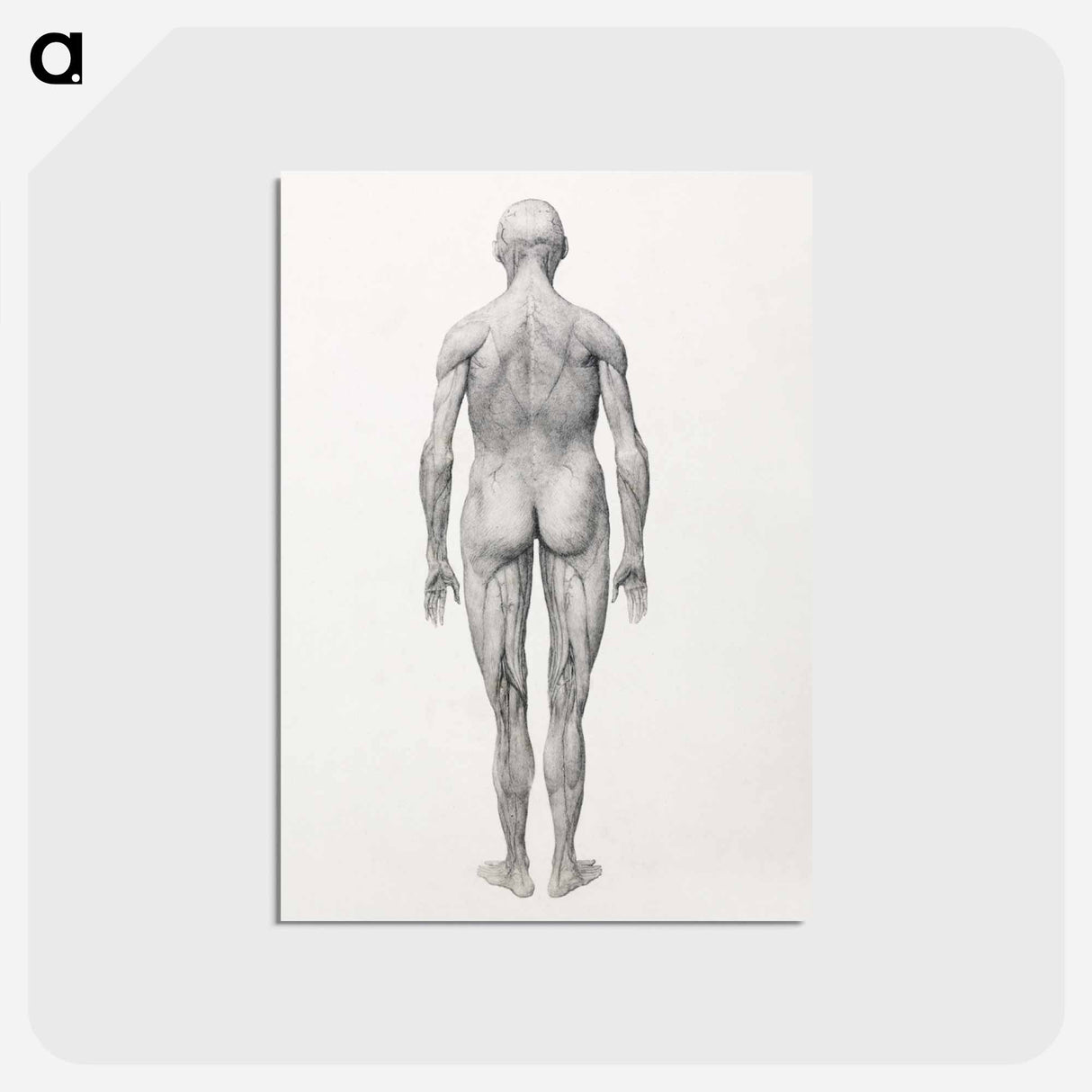 アートポストカード-Human Figure, Posterior View, Partially Dissected
- ジョージ スタッブス Postcard.