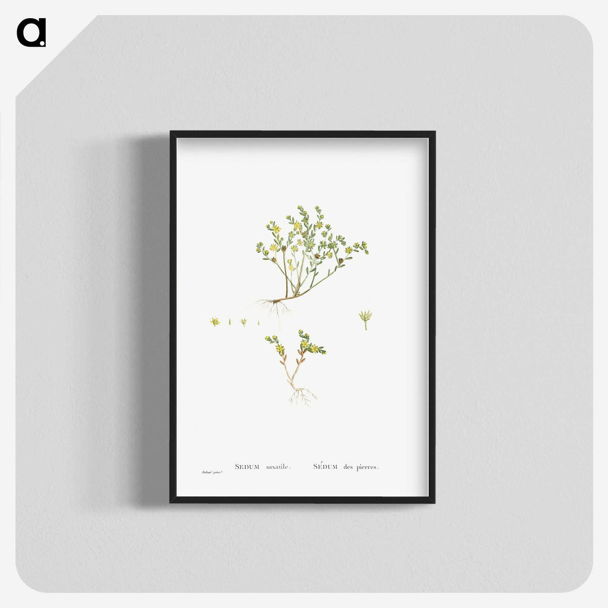 2-38_Histoire-des-Plantes-Grasses_blk-crop