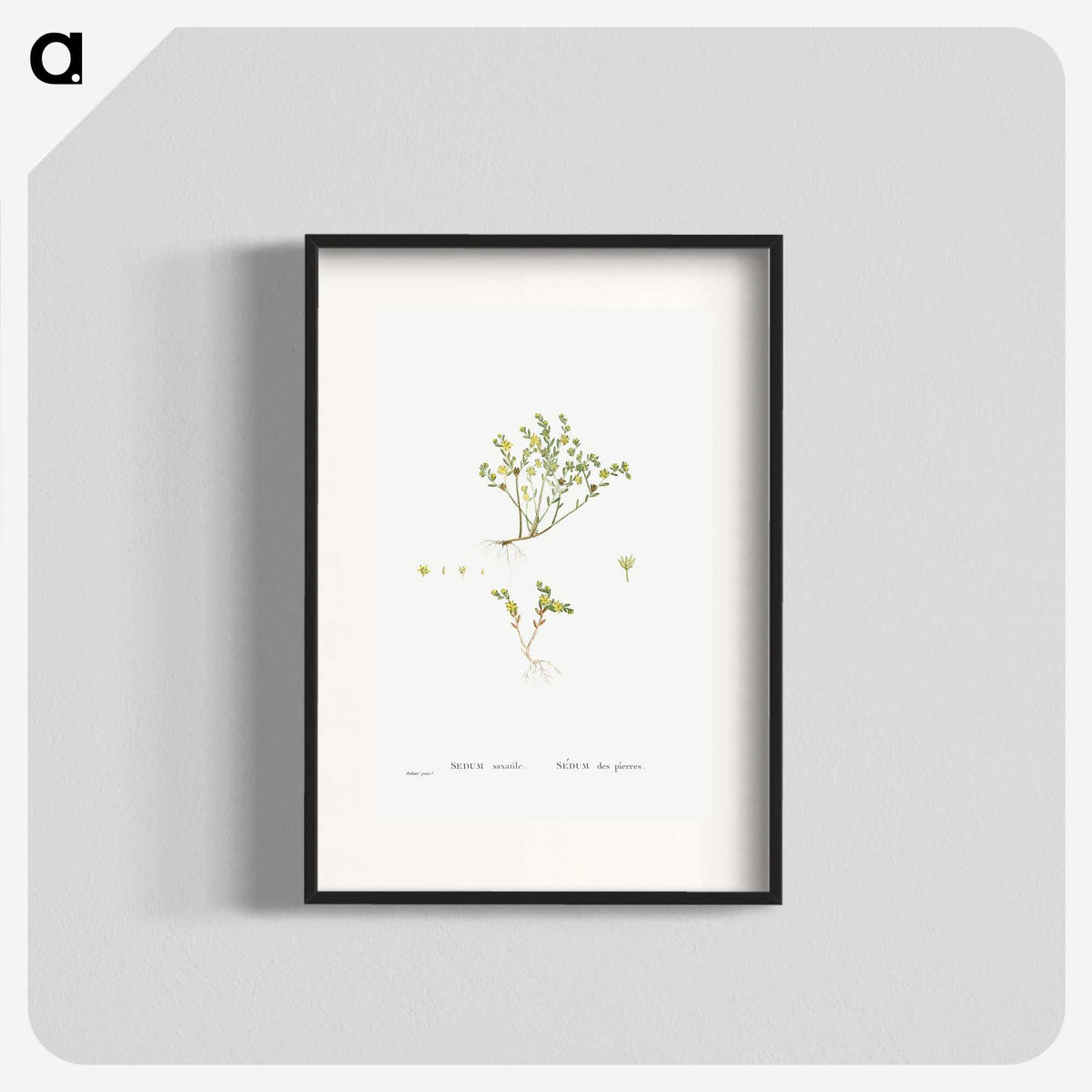 2-38_Histoire-des-Plantes-Grasses_blk
