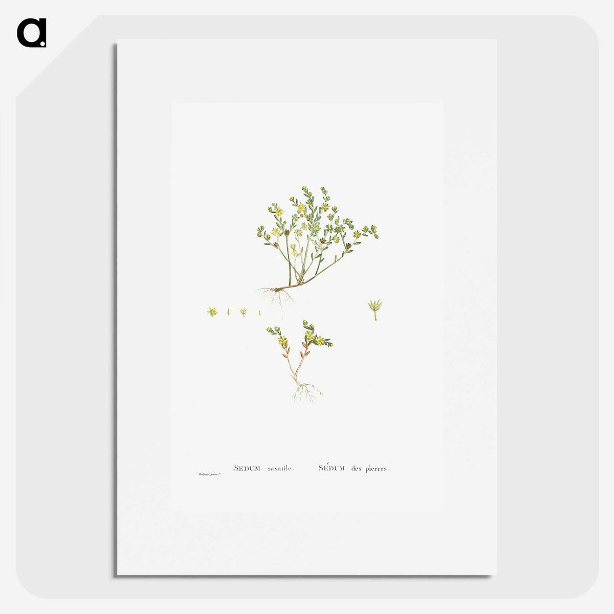 2-38_Histoire-des-Plantes-Grasses_picture