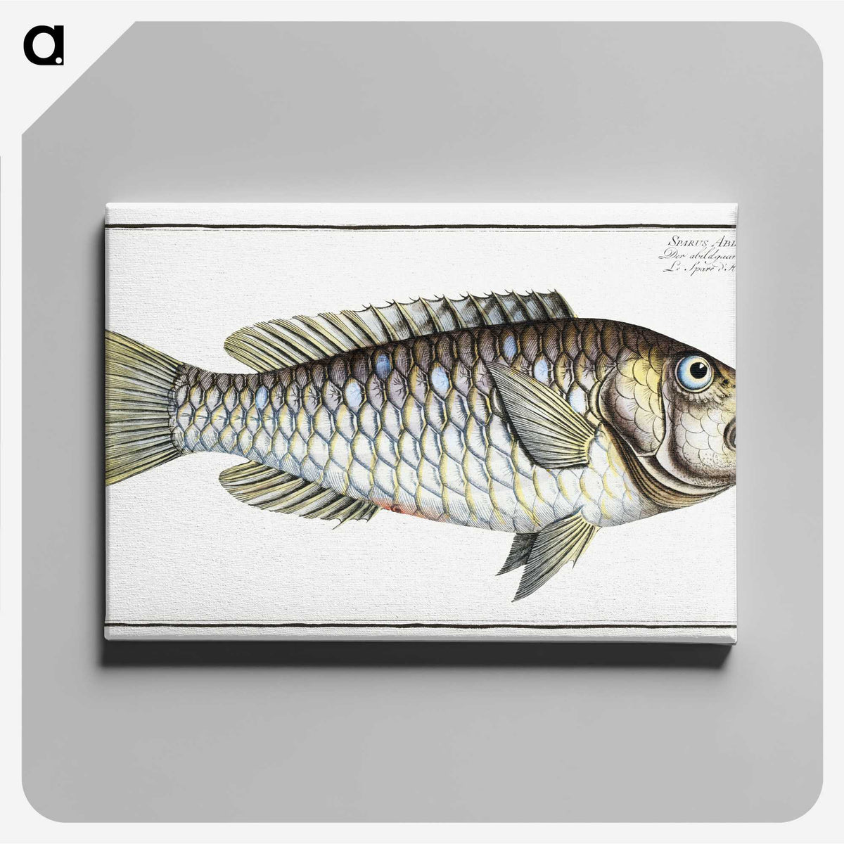 2-38_Ichtyologie-ou-Histoire-naturelle_canvas