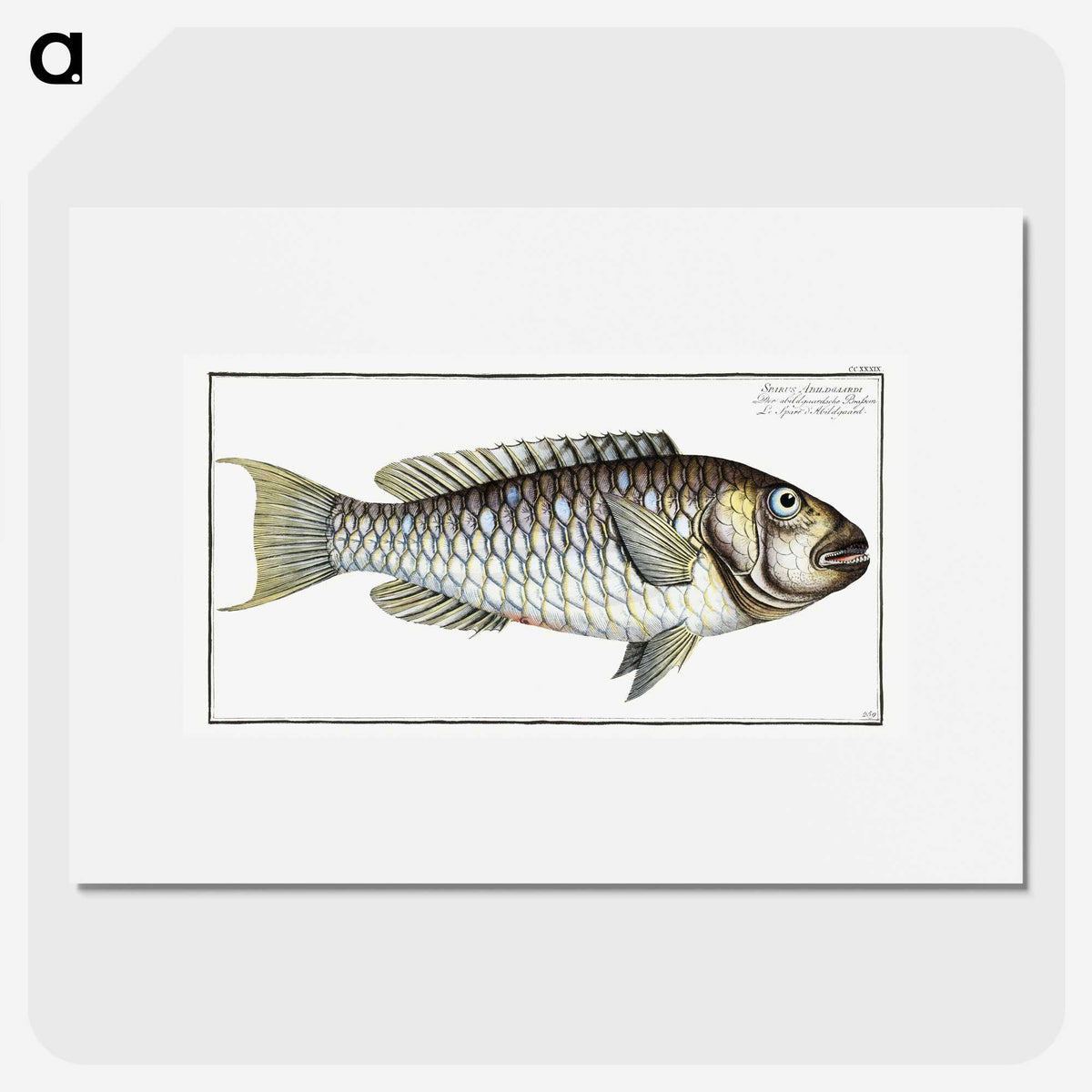 2-38_Ichtyologie-ou-Histoire-naturelle_picture