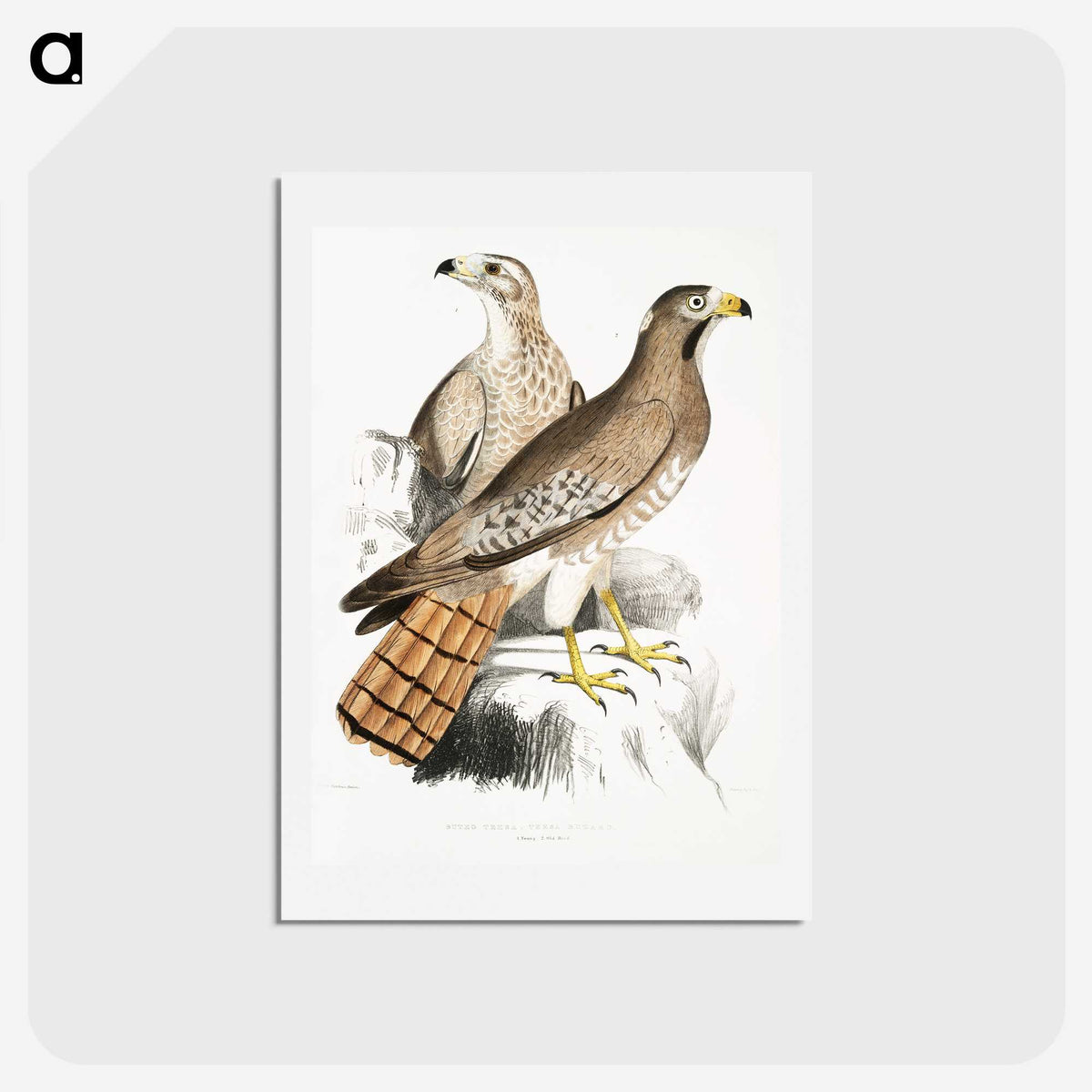 2-38_Indian-Zoology_hagaki