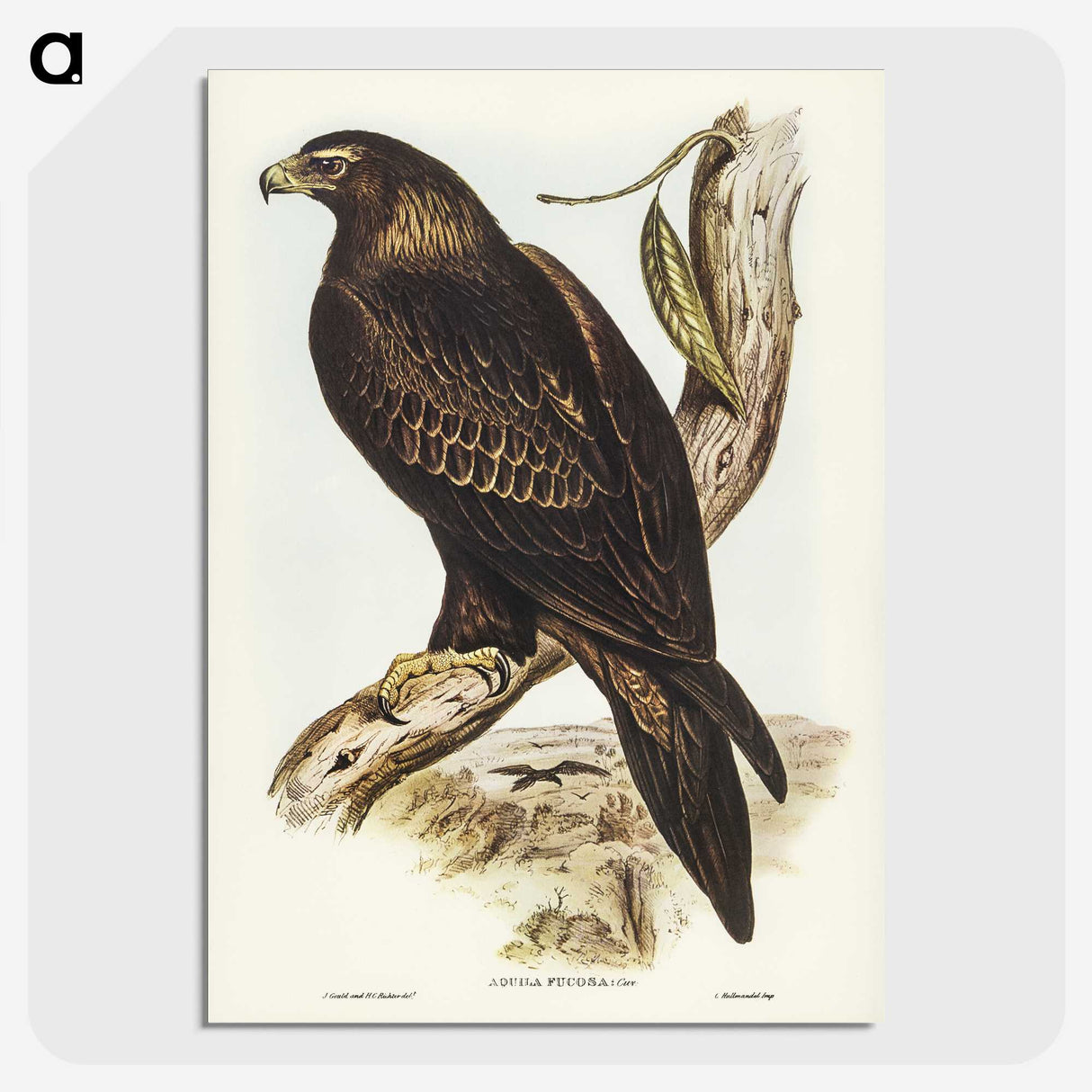 2-38_John-Gould_picture-crop