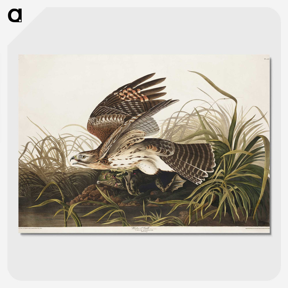 2-38_John-James-Audubon_picture-crop