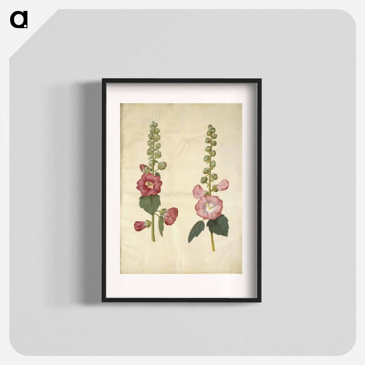 アートポスター-Alcea rosea (garden hollyhock)
- マリア ジビーラ メーリアン Poster.