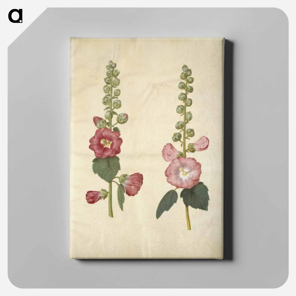アートパネル-Alcea rosea (garden hollyhock)
- マリア ジビーラ メーリアン Canvas.