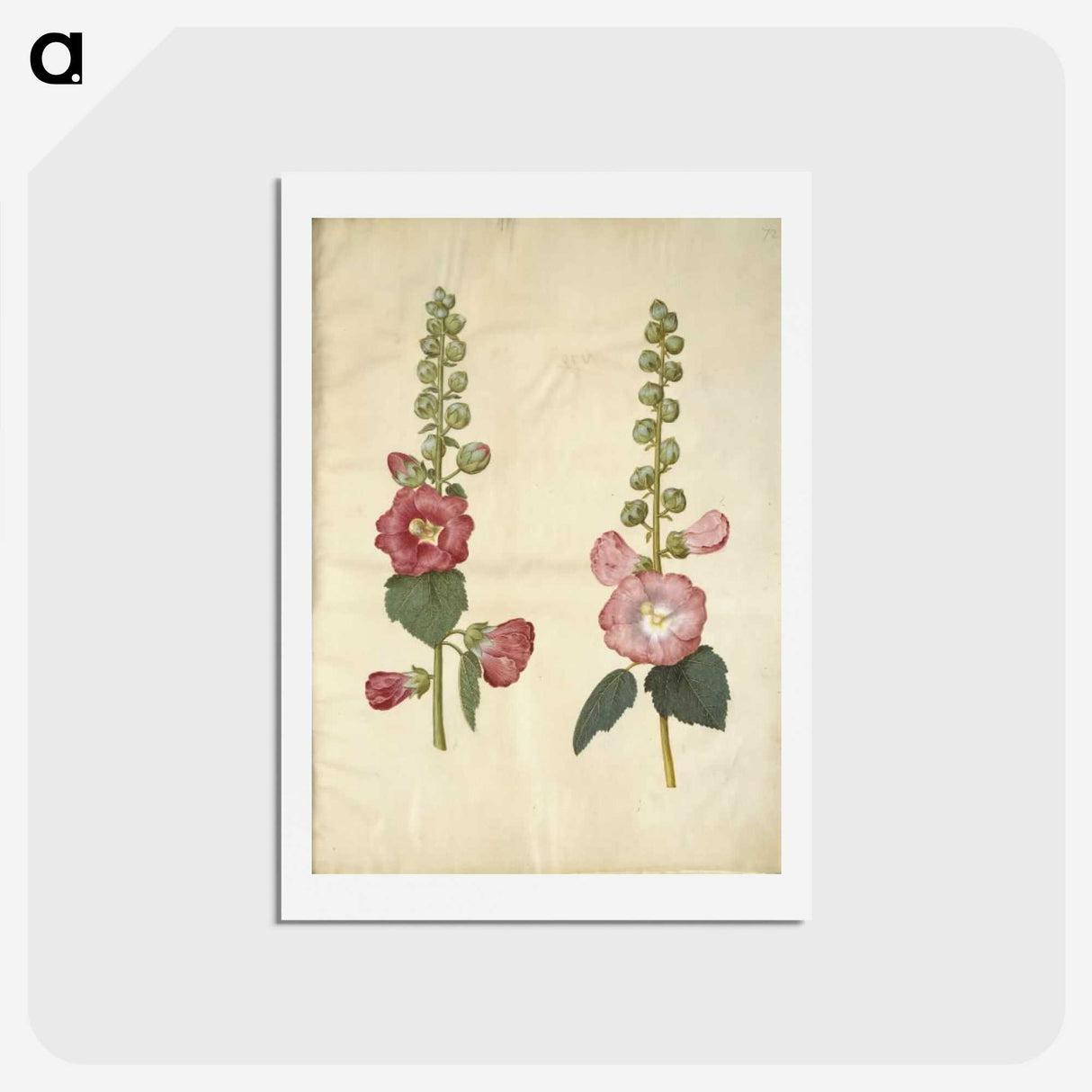 2-38_Maria-Sibylla-Merian_hagaki