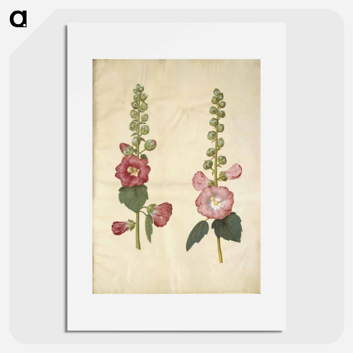 アートポスター-Alcea rosea (garden hollyhock)
- マリア ジビーラ メーリアン Poster.
