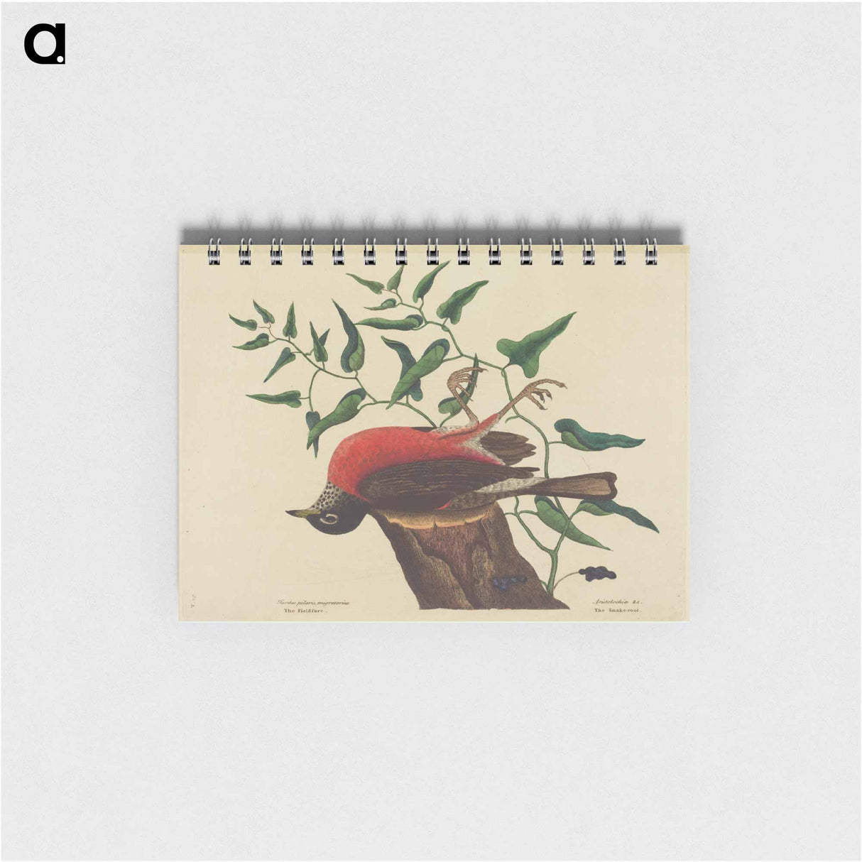 アートメモ帳-The Fieldfare of Carolina
- マーク ケイツビー Memo.