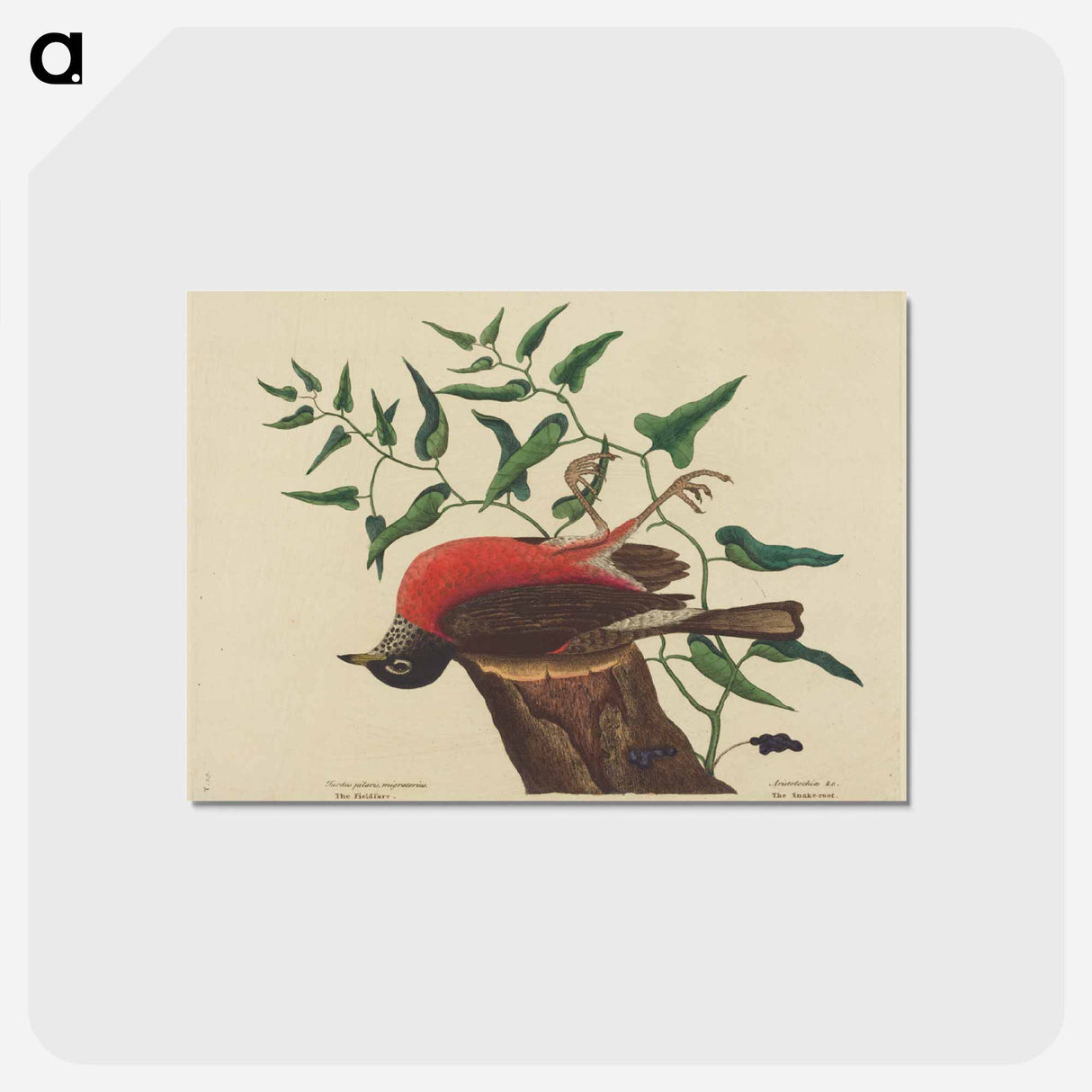 アートポストカード-The Fieldfare of Carolina
- マーク ケイツビー Postcard.
