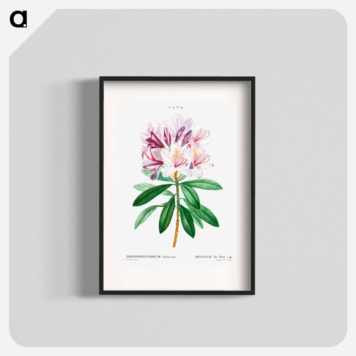 Rhododendron ponticum - Pierre Joseph Redouté Poster.