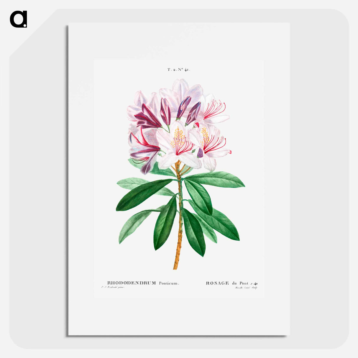 Rhododendron ponticum - Pierre Joseph Redouté Poster.