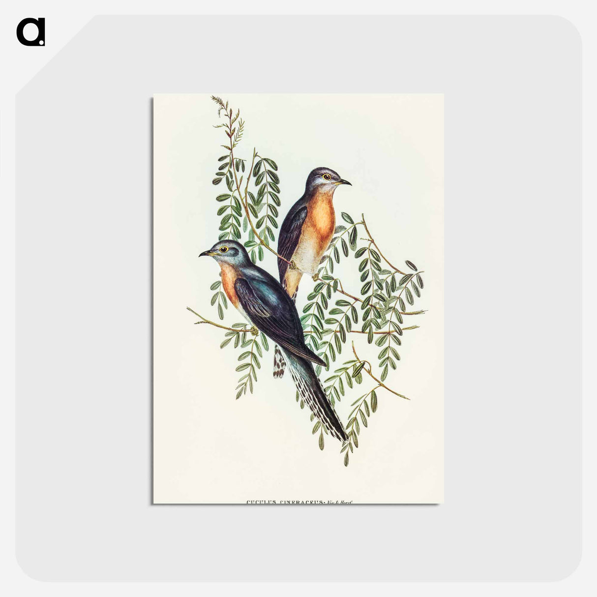 アートポストカード-Ash-coloured Cuckoo
- オーストラリアの鳥 Postcard.