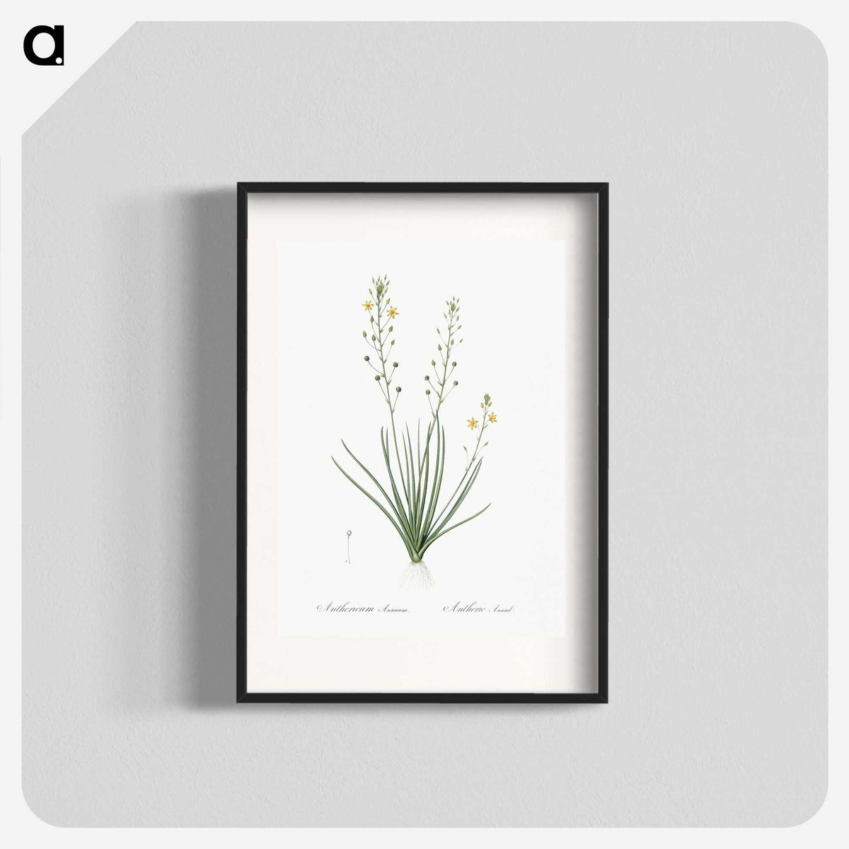 2-38_The-Lilies_blk