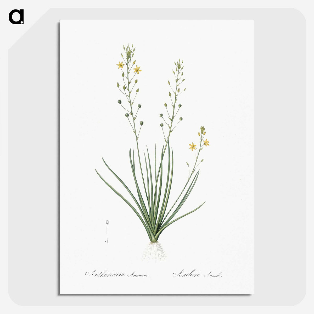 2-38_The-Lilies_picture-crop