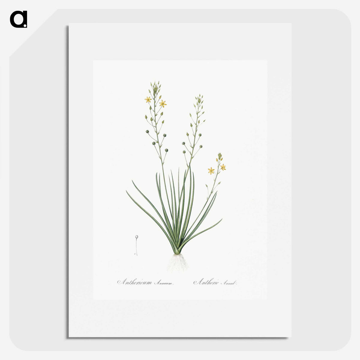 2-38_The-Lilies_picture