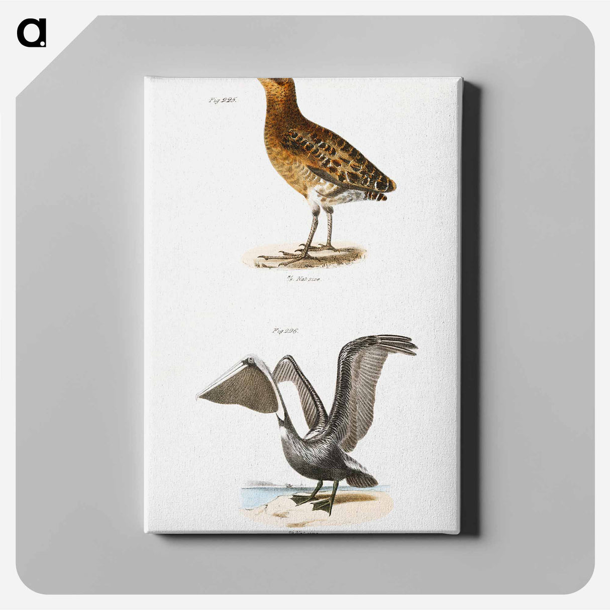 New York Rail (Ortygometra noveboracensis) - ニューヨークの動物学 Canvas.