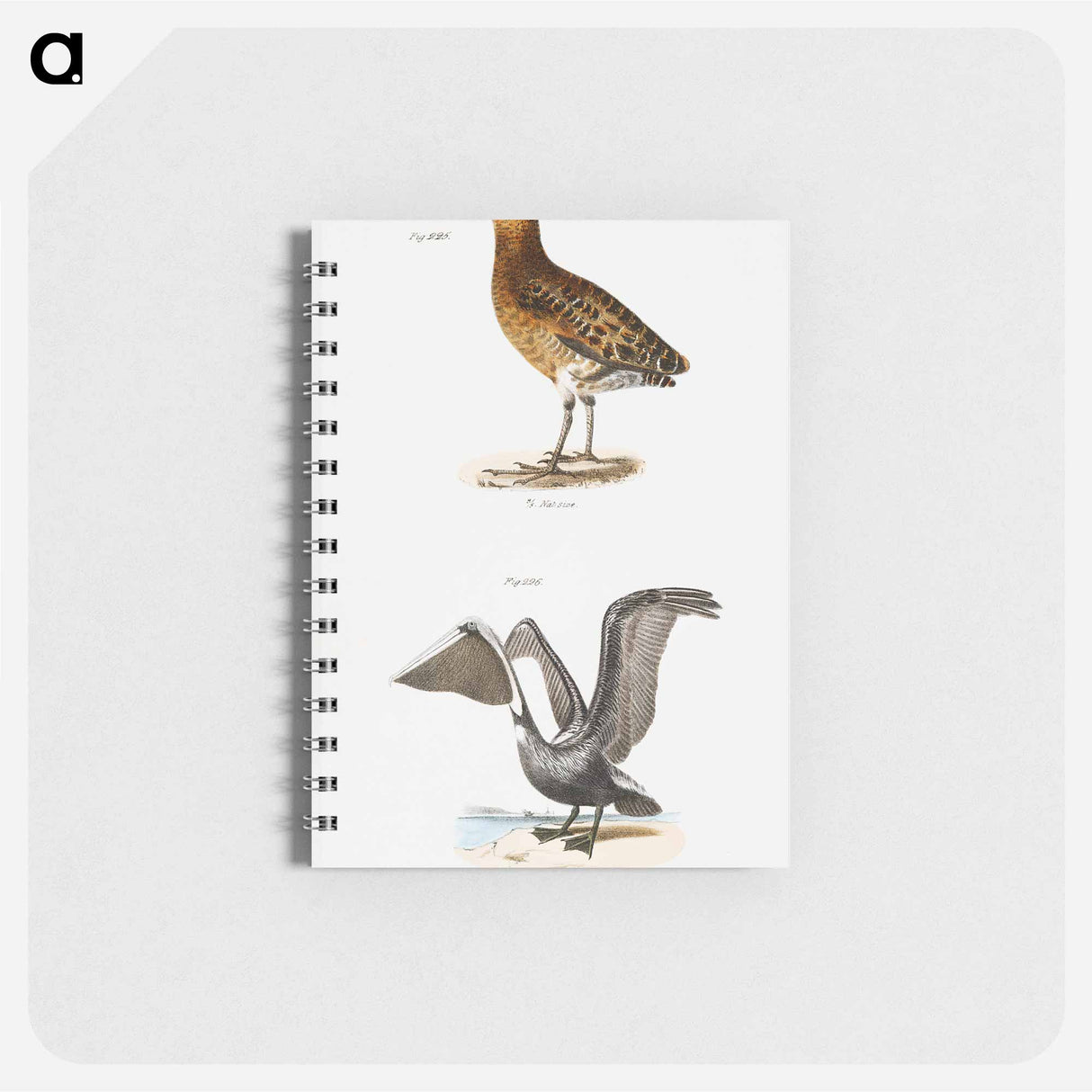 New York Rail (Ortygometra noveboracensis) - ニューヨークの動物学 Memo.