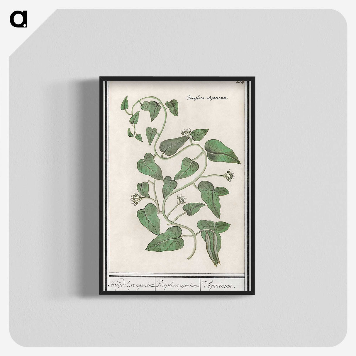 2-39_Anselmus-Boetius-de-Boodt_blk-crop