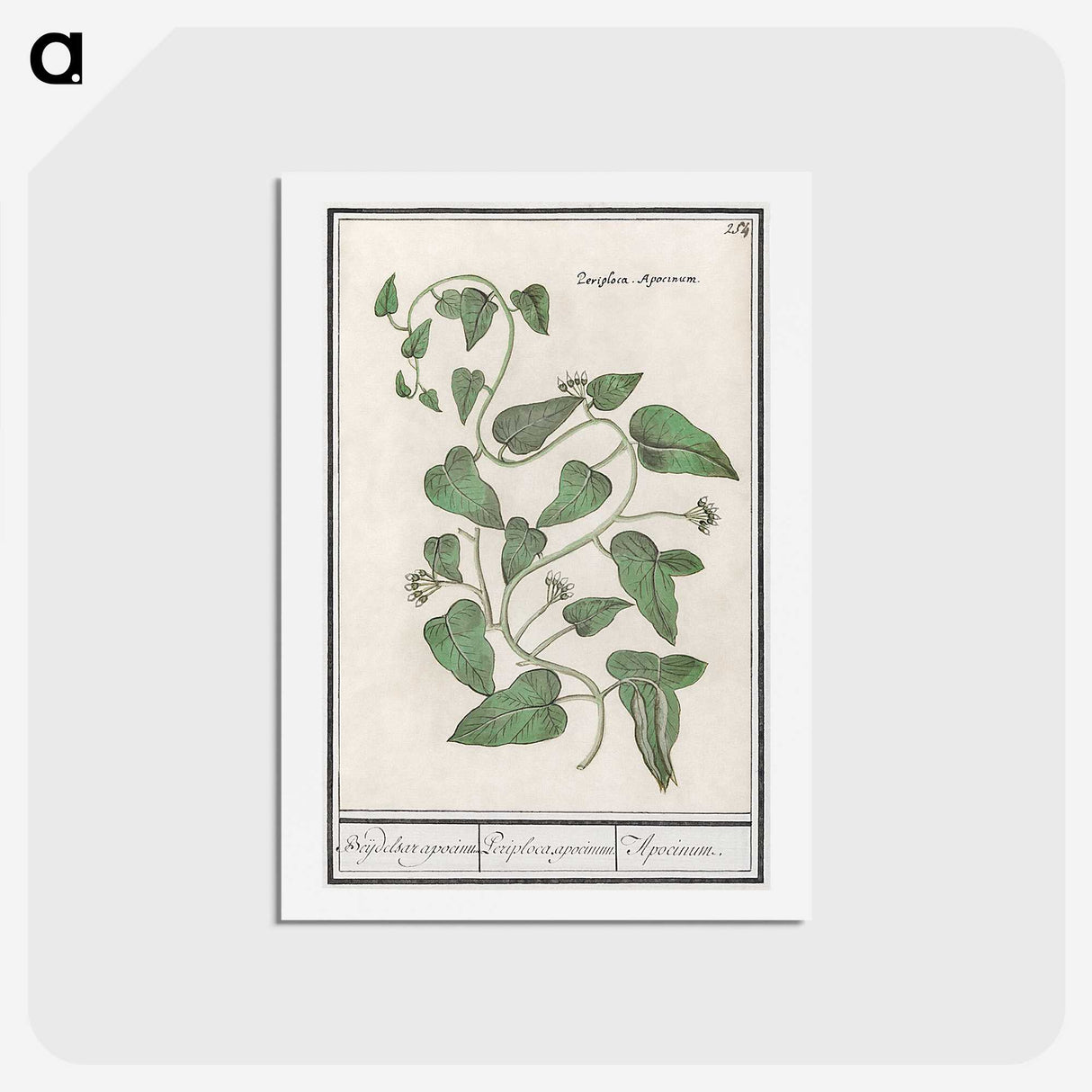 2-39_Anselmus-Boetius-de-Boodt_hagaki