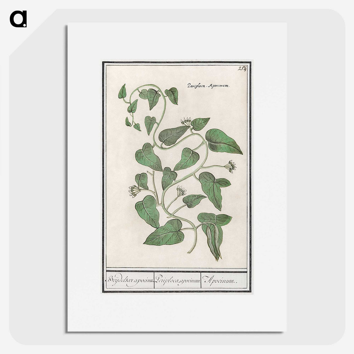 2-39_Anselmus-Boetius-de-Boodt_picture