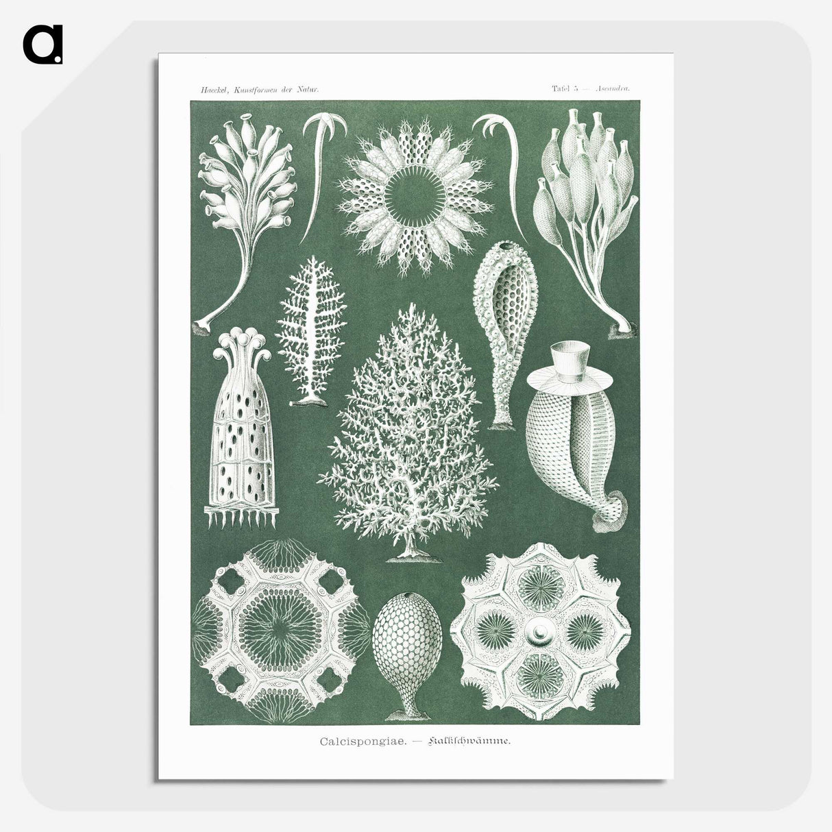 2-39_Ernst-Haeckel_picture-crop