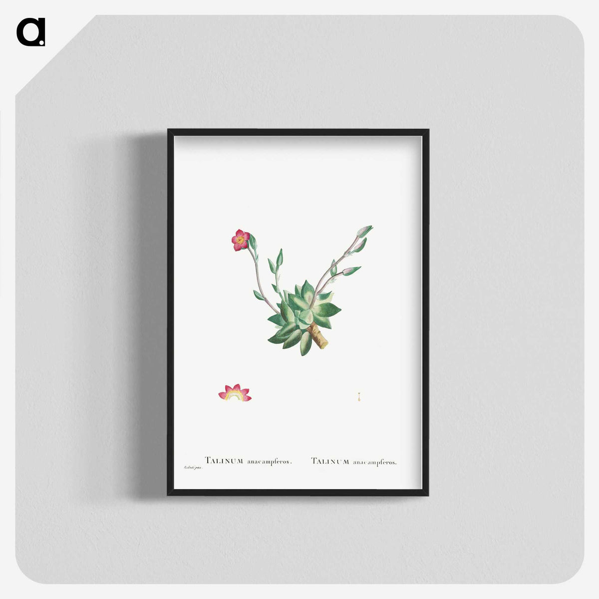 2-39_Histoire-des-Plantes-Grasses_blk-crop