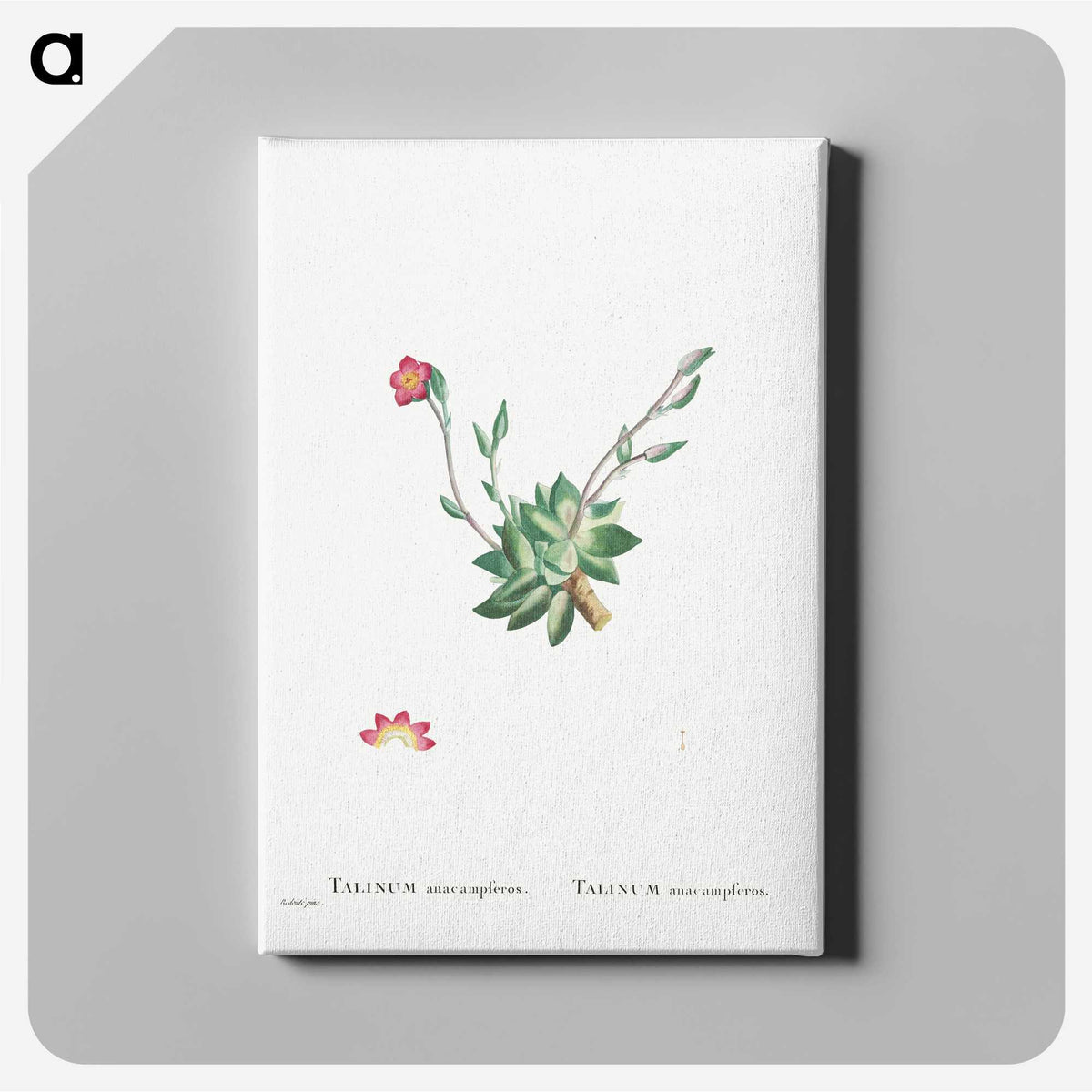 2-39_Histoire-des-Plantes-Grasses_canvas