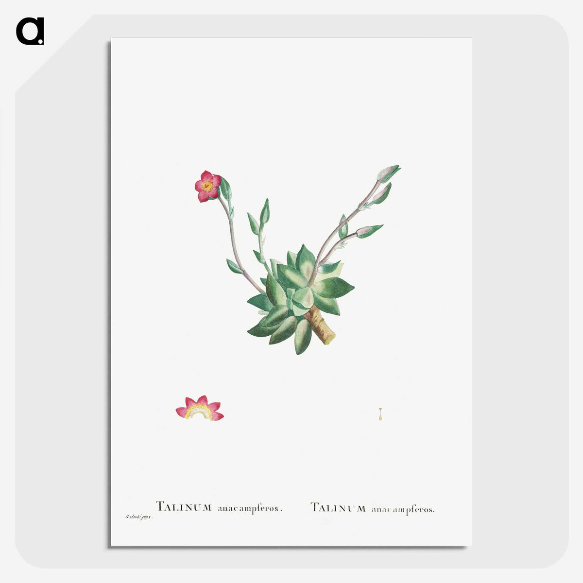 2-39_Histoire-des-Plantes-Grasses_picture-crop