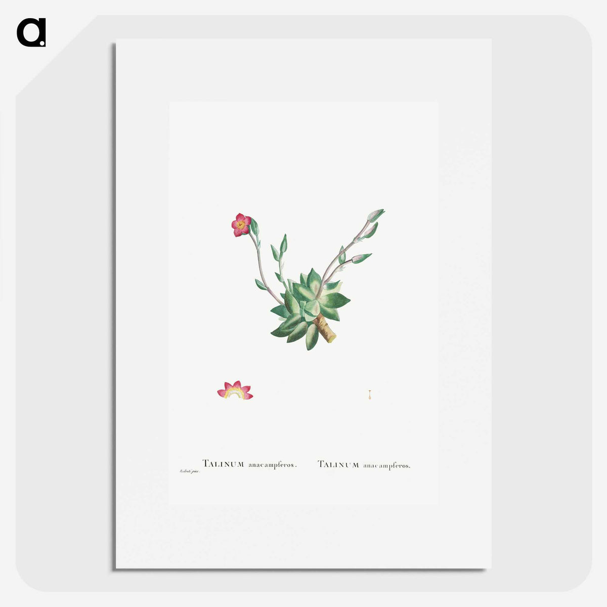 2-39_Histoire-des-Plantes-Grasses_picture