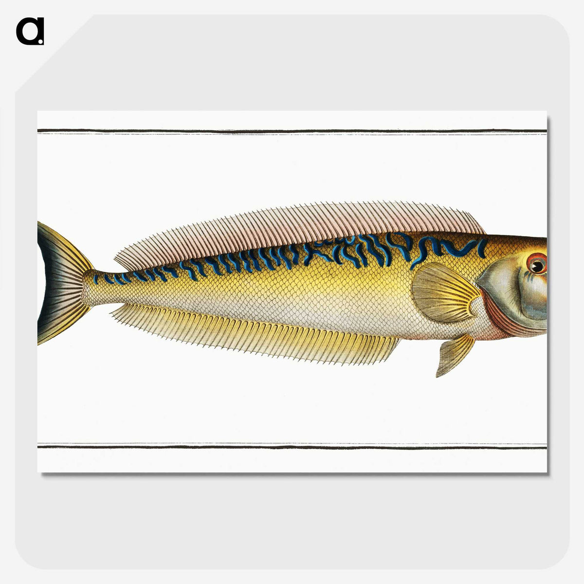 2-39_Ichtyologie-ou-Histoire-naturelle_picture-crop