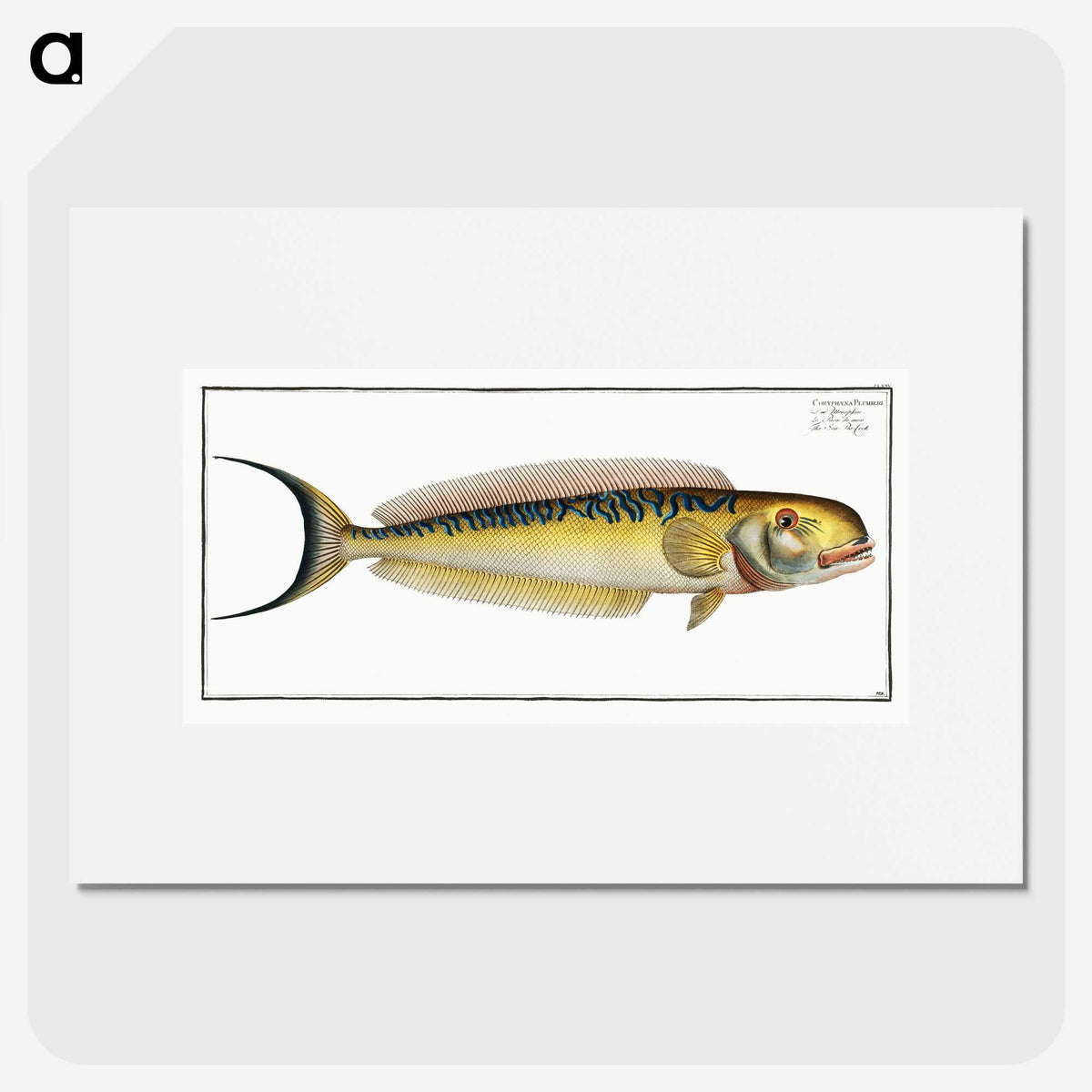 2-39_Ichtyologie-ou-Histoire-naturelle_picture