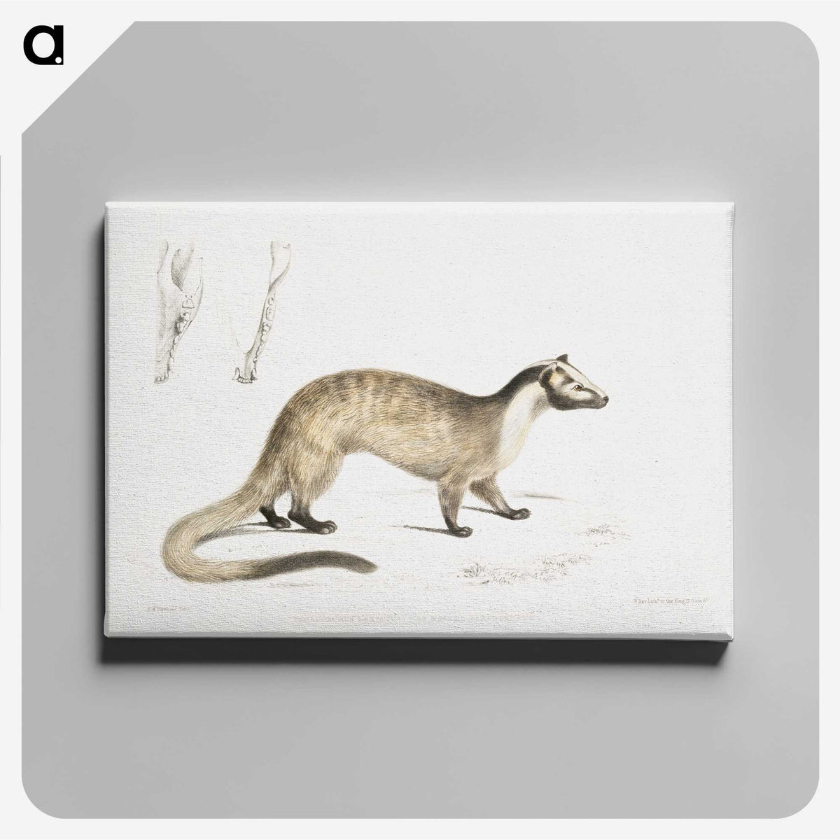 2-39_Indian-Zoology_canvas