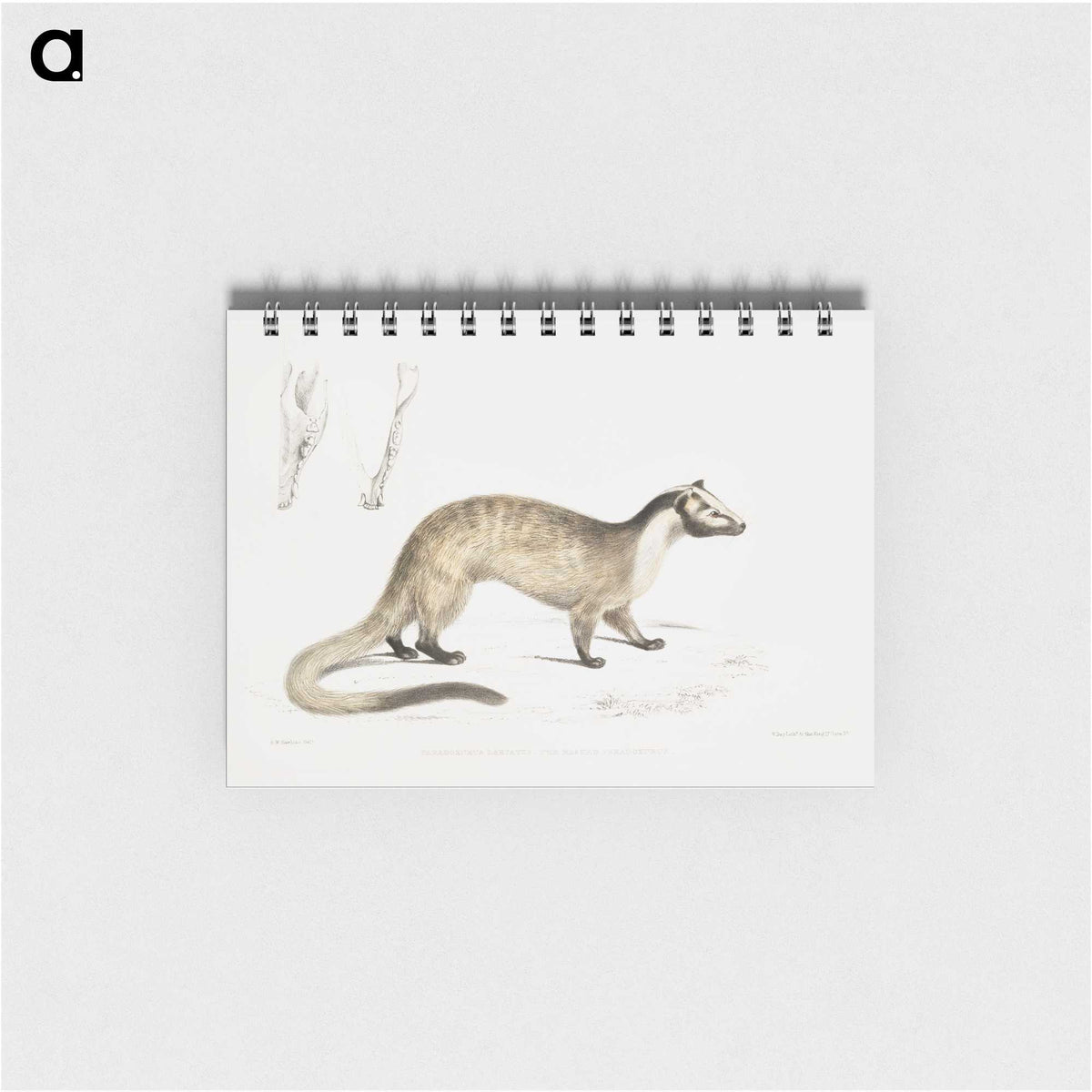 2-39_Indian-Zoology_memo