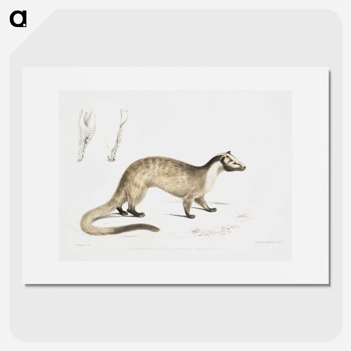 2-39_Indian-Zoology_picture