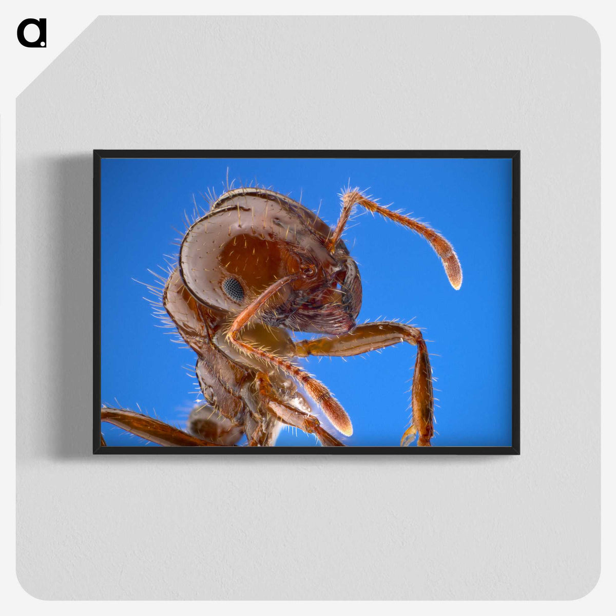 2-39_Insects-Unlocked-Project_blk-crop