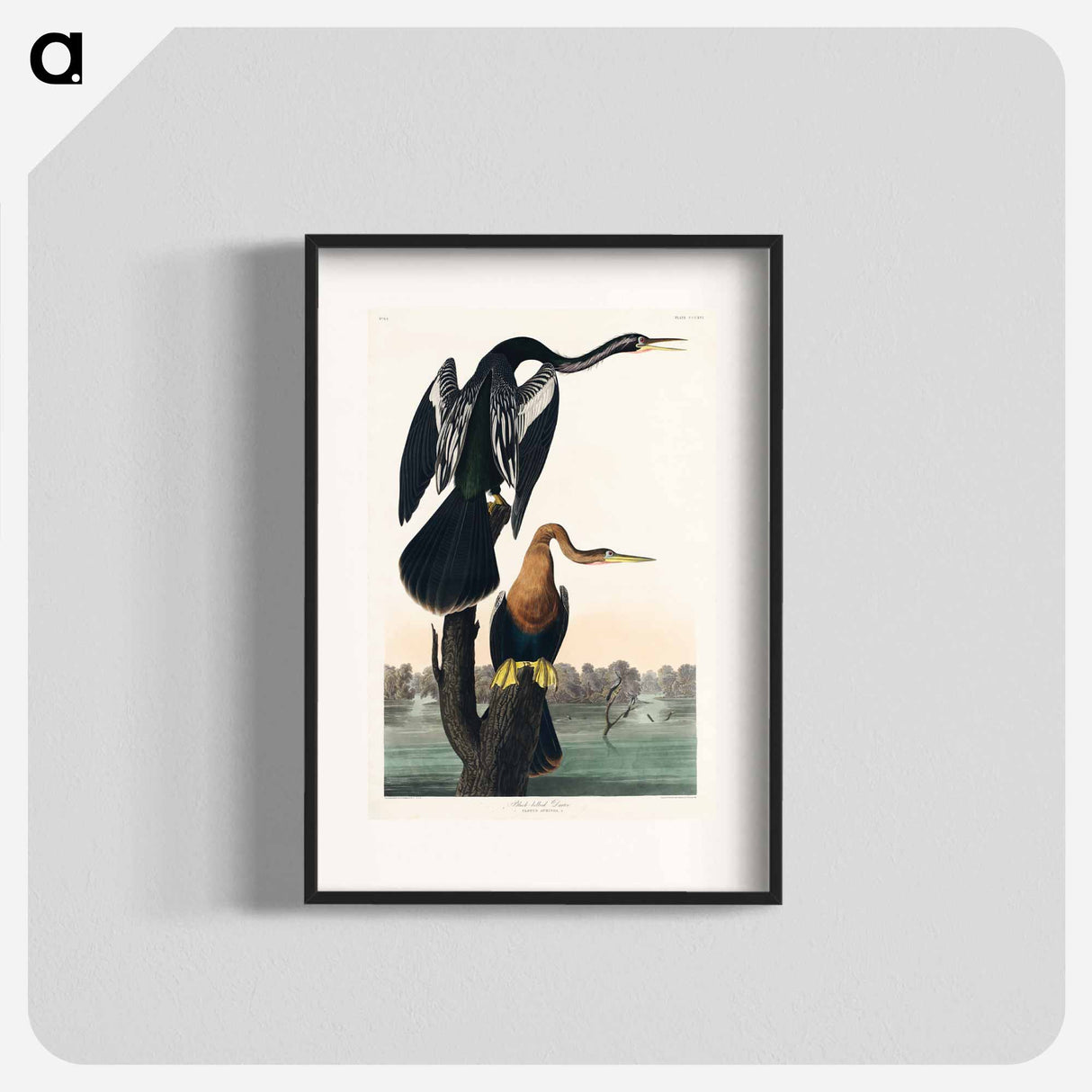 アートポスター-Black-bellied Darter
- ジョン ジェームス オーデュボン Poster.
