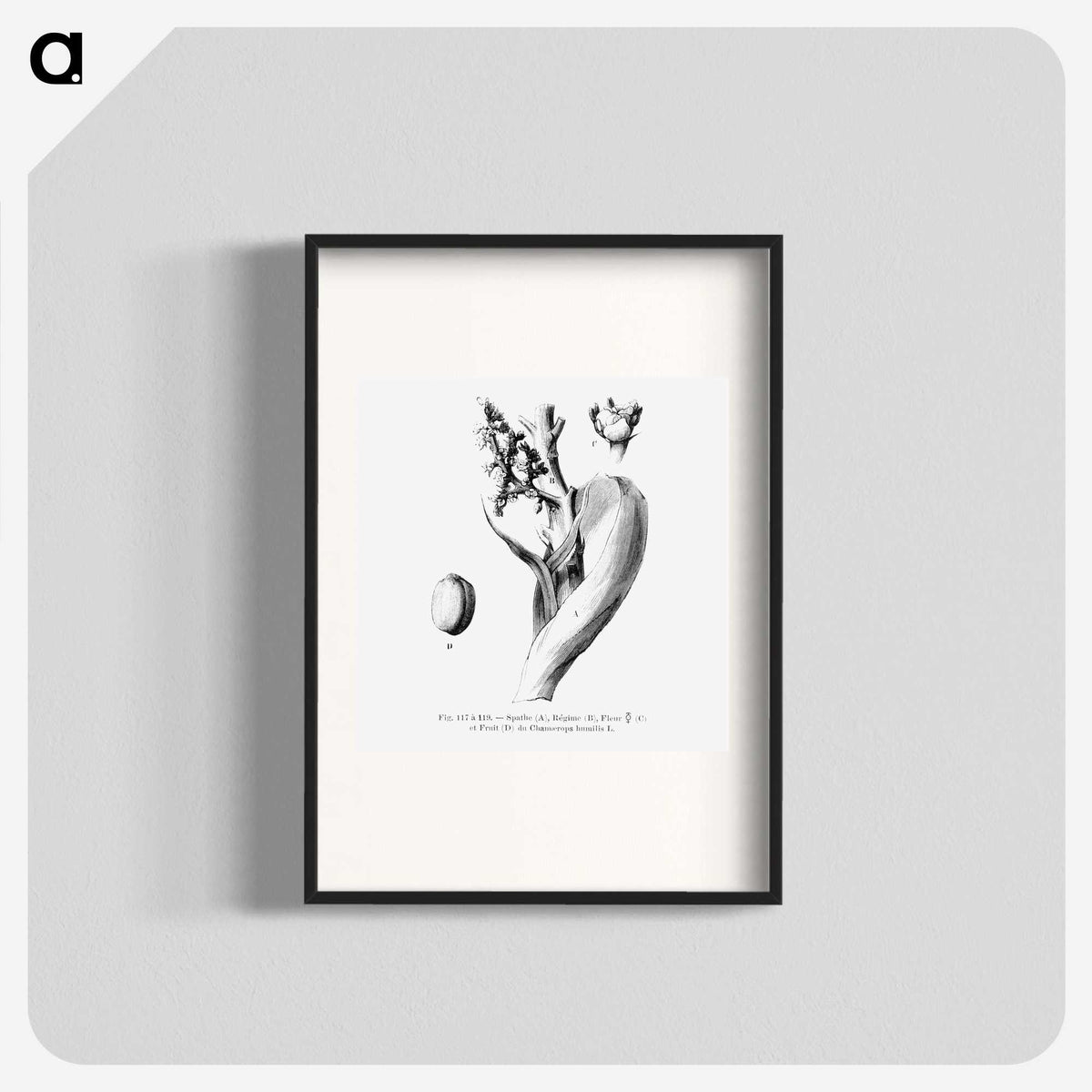 2-39_Les-Palmiers-Histoire-Iconographique_blk