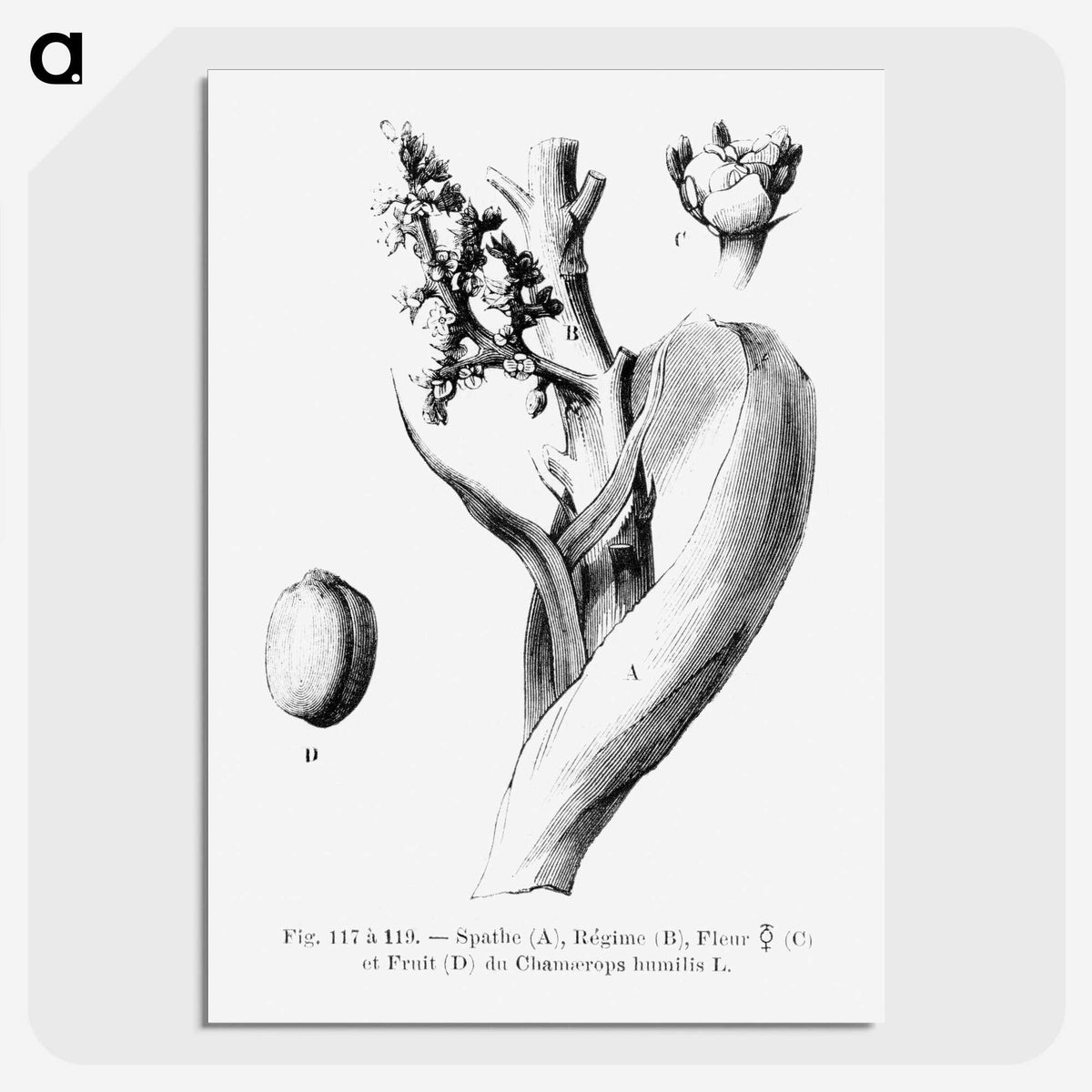 2-39_Les-Palmiers-Histoire-Iconographique_picture-crop