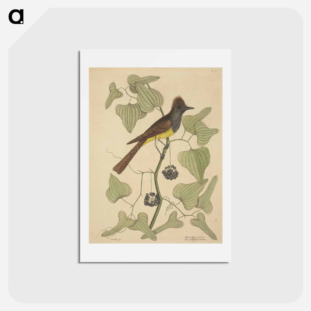 アートポストカード-The Crested Flycatcher
- マーク ケイツビー Postcard.