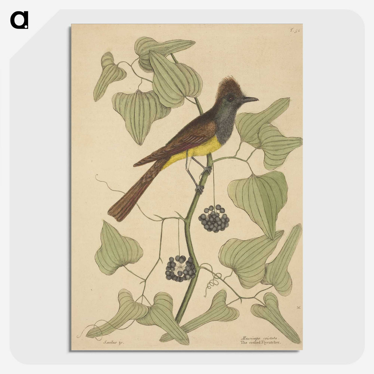 2-39_Mark-Catesby_picture-crop