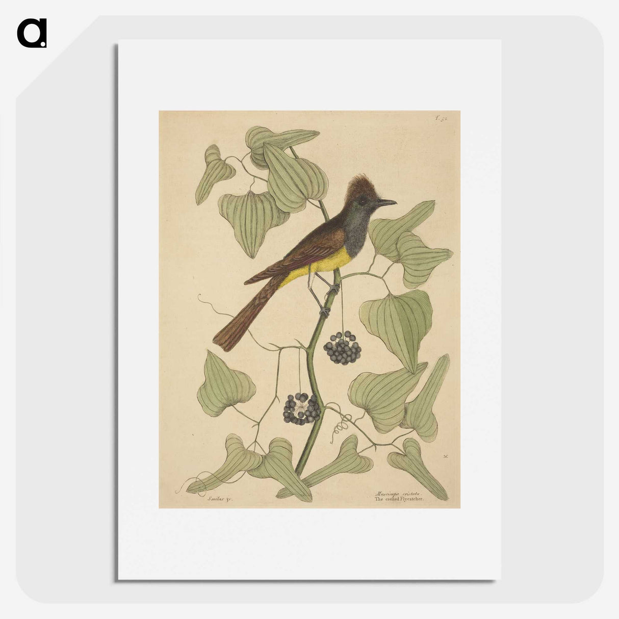 2-39_Mark-Catesby_picture