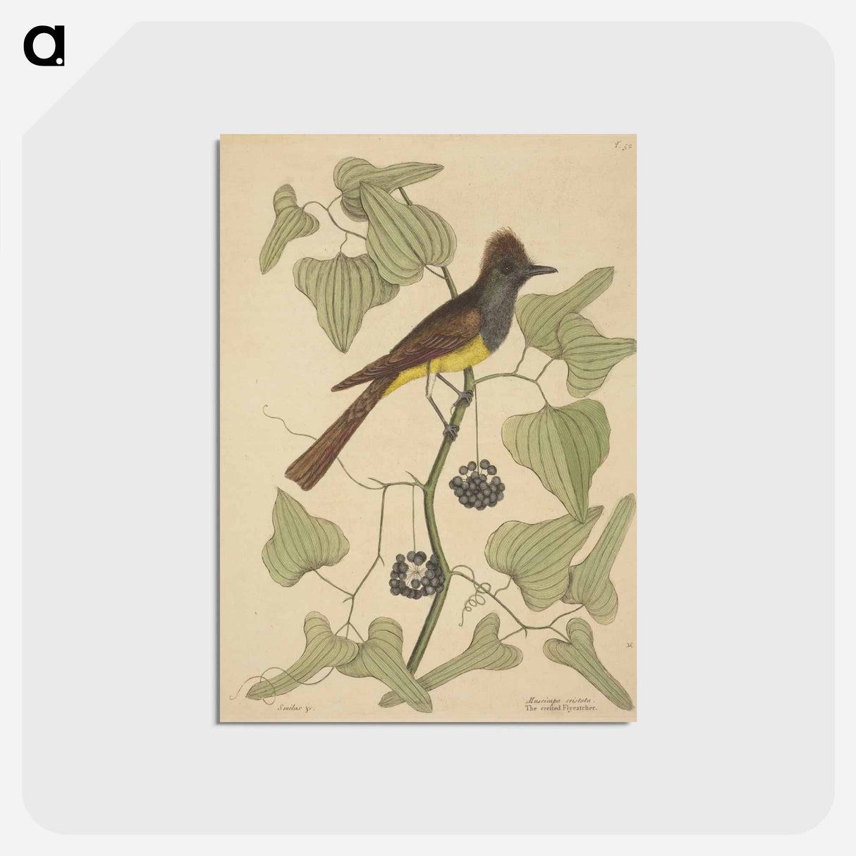アートポストカード-The Crested Flycatcher
- マーク ケイツビー Postcard.